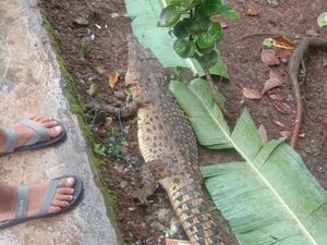 Kerap Mangsa Ternak, Diduga Buaya Muara di Sumsel Ditembak Mati Warga