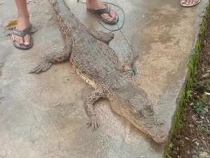 Warga Tembak Mati Buaya, BKSDA: Koordinasi Jika Temukan Satwa Dilindungi