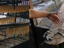 Jorok! Ada Bangkai Kucing dan Sarang Lalat di Pabrik Kembang Tahu Ini