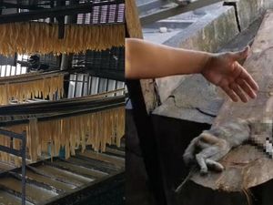Jorok! Ada Bangkai Kucing dan Sarang Lalat di Pabrik Kembang Tahu Ini Jorok! Ada Bangkai Kucing dan Sarang Lalat di Pabrik Kembang Tahu Ini