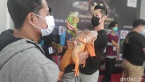Foto: Serunya Kontes Reptil Pertama di Maros