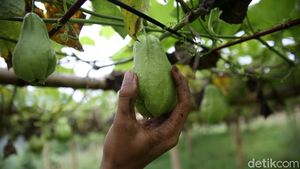 Labu Siam jadi Primadona Baru di Pasir Jambu Bandung