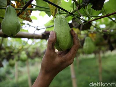 Labu Siam jadi Primadona Baru di Pasir Jambu Bandung