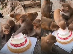 Lebih Sopan dari Manusia, Kawanan Monyet Ini Makan Kue dengan Sopan