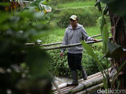 Petani Muda di Bandung Beromzet Puluhan Juta dari Jual Sayuran