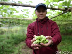 Ogah Jadi Karyawan, Pemuda Bandung Malah Jadi Petani Sukses