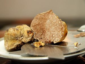 Prancis Berhasil Budidayakan Jamur White Truffle yang Berharga Fantastis