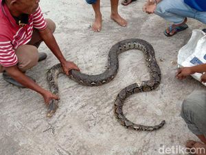 Ular Piton Pemangsa Ayam Warga Karanganyar Ditangkap