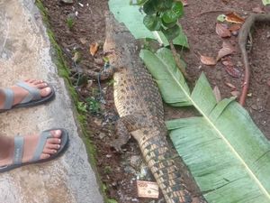 Sebelum Ditembak Mati, Buaya Muara di Sumsel Hendak Terkam Warga
