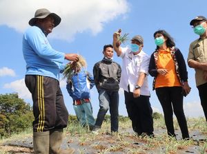 Kata Akademisi Food Estate Ubah Semak Belukar Jadi Lahan Produktif