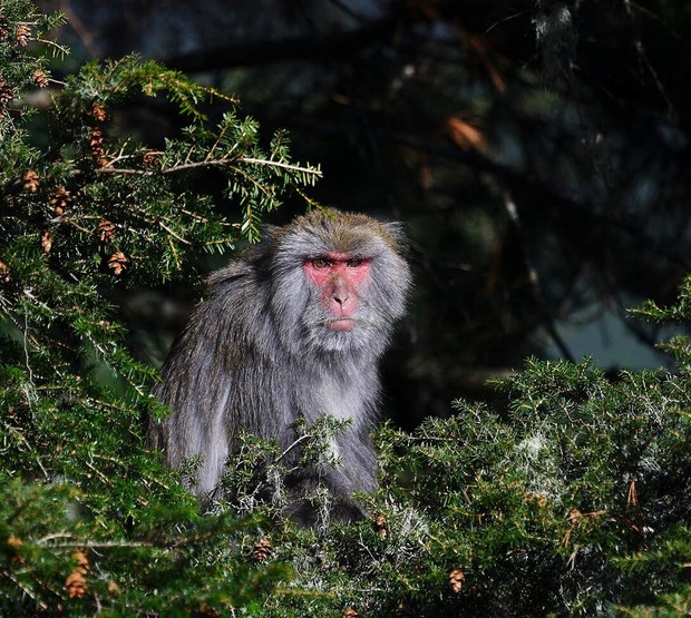 Formosan Macaques/New England Primate Conservancy Formosan Macaques