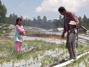 Food Estate Dorong Produktivitas Petani Humbang Hasundutan