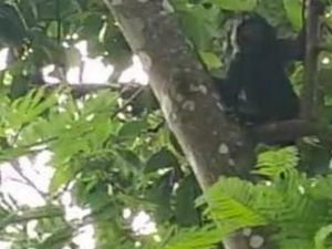 Lutung Penghuni Gunung Sawal Turun ke Perkebunan di Ciamis, Ini Kata Warga