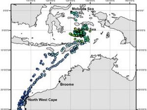 Paus Pilot Terdampar di Pantai Bangkalan, Ini Tanggapan Pakar Biologi ITS