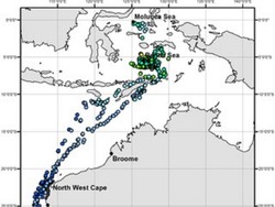 Paus Pilot Terdampar di Pantai Bangkalan, Ini Tanggapan Pakar Biologi ITS