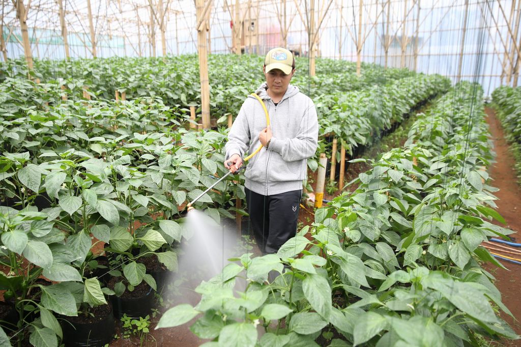 Petani Muda di Bandung Beromzet Puluhan Juta dari Jual Sayuran