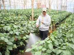 Petani Muda di Bandung Beromzet Puluhan Juta dari Jual Sayuran