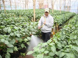 Petani Muda di Bandung Beromzet Puluhan Juta dari Jual Sayuran