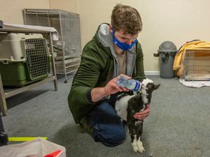 Ketimbang Tutup Permanen Gegara Pandemi, Bar Ini Jadi RS Hewan Ketimbang Tutup Permanen Gegara Pandemi, Bar Ini Jadi RS Hewan