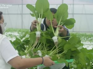 Punya Kebun Hidroponik, Wanita Ini Ajak Para Korban PHK Jadi Petani