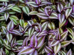 10 Tanaman Hias yang Nggak Butuh Tanah (Part 1)