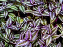 10 Tanaman Hias yang Nggak Butuh Tanah (Part 1)