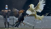 Sabung Ayam Online di Filipina jadi Primadona