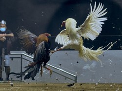 Ulah Anggota DPRD Provinsi Gorontalo Jadi Tersangka Judi Sabung Ayam