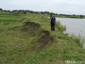 Tanggul Waduk Wojomanis Lamongan Sliding 100 Meter Tanggul Waduk Wojomanis Lamongan Sliding 100 Meter