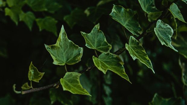 English Ivy (Photo by Ave Calvar Martinez from Pexels Copy)