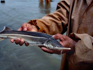 Ikan Air Tawar di Dunia Terancam Punah, Populasinya Turun Drastis