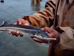 Ikan Air Tawar di Dunia Terancam Punah, Populasinya Turun Drastis