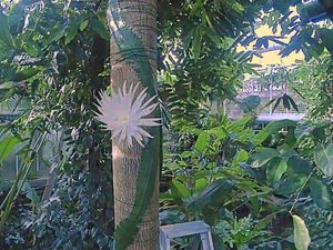 Kaktus Langka dari Amazon Berbunga, Ditonton Live 200 Ribu Orang