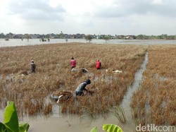 2.601 Hektare Tanaman Padi di Kudus Puso Akibat Banjir