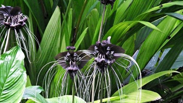Black Bat Flowers