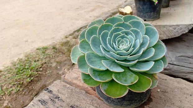 Kalanchoe blossfeldiana Poellnitz. in black pot on wooden table.