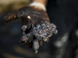 Tumpahan Minyak Ancam Kehidupan di Laut Mediterania