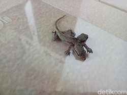 Mitos Soal Cicak Ekor Dua yang Bisa Permudah Poligami