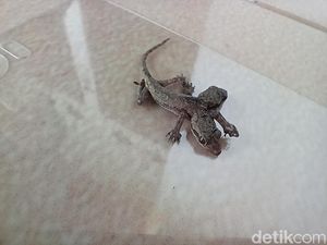 Mitos Soal Cicak Ekor Dua yang Bisa Permudah Poligami Mitos Soal Cicak Ekor Dua yang Bisa Permudah Poligami