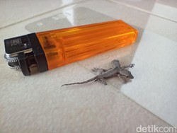 Cicak Kepala Dua Kaki Lima di Ponorogo Dijual, Berminat?