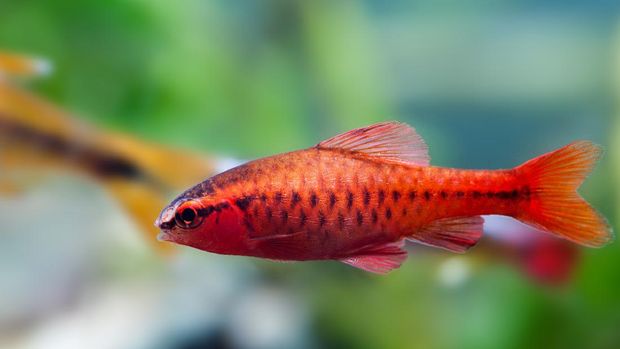 Bright red dominant male tropical aquarium fish Cherry barbus. Close-up of an exotic pet with lineament coloring of scales fins and pattern. Shallow depth of field, selective focus