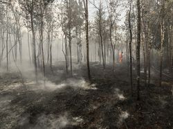 Kapolri: Ada 129 Tersangka Kasus Karhutla Sepanjang 2021