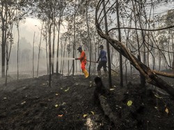 Hingga Maret Lebih 500 Hektare Lahan di Riau Terbakar, 8 Pelaku Ditangkap