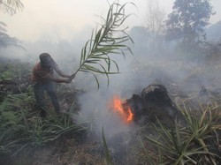 15 Desa Ikut Antisipasi Karhutla di Riau, Lahan Gambut Jadi Perhatian Khusus