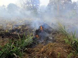 BMKG Deteksi 8 Titik Panas di Riau, Tersebar di 3 Kabupaten