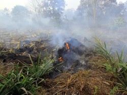 BMKG Deteksi 8 Titik Panas di Riau, Tersebar di 3 Kabupaten
