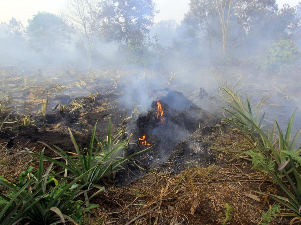BMKG Deteksi 8 Titik Panas di Riau, Tersebar di 3 Kabupaten BMKG Deteksi 8 Titik Panas di Riau, Tersebar di 3 Kabupaten