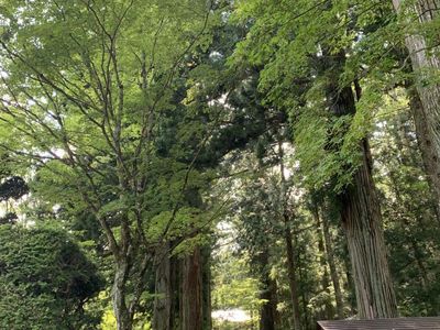 Kuil Hoshakuzan Kozen-ji Jepang yang Terkenal akan Keteduhannya