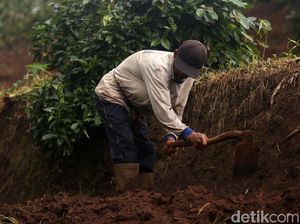 Upah Buruh Tani hingga Tukang Naik Tipis, Jadi Berapa?