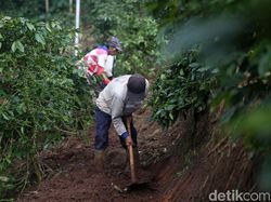 Melihat Petani Menyiapkan Lahan untuk Tanam Bawang Merah